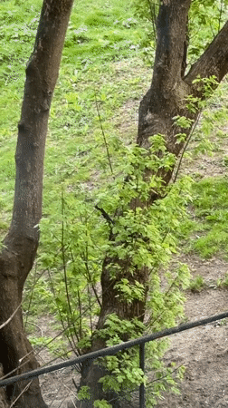 Spring foliage emerges on trees in Minsk, Belarus