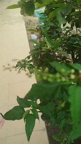 This video shows a close-up shot of a plant with green leaves and small red and white berries. The background is blurred, but appears to be an outdoor setting with a light-colored walkway or pavement. The plant is in focus, and the camera is moving slightly, giving a gentle swaying effect. No people or animals are visible.