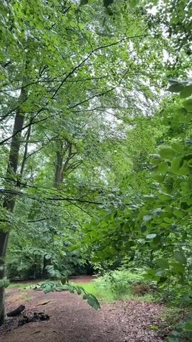 The video captures a serene pan through a lush green forest, likely in Penn, United Kingdom. Tall trees with vibrant green leaves dominate the frame, suggesting a spring or summer day. The ground is covered in dirt and fallen leaves, with some exposed tree roots creating natural textures. A clear, winding dirt path leads deeper into the woods.

At approximately the 0:02 mark, a rope swing can be seen hanging from a tree, indicating a spot for recreation or play. The camera slowly pans from left to right, revealing more of the forest's depth and natural beauty. The light appears soft and diffused, suggesting an overcast day or a well-shaded area within the dense canopy. The overall atmosphere is peaceful and natural. No people are visible, and there is no discernible text.