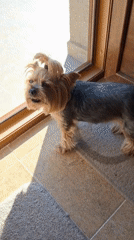 Yorkshire Terrier and flower displays observed in Montana, Bulgaria