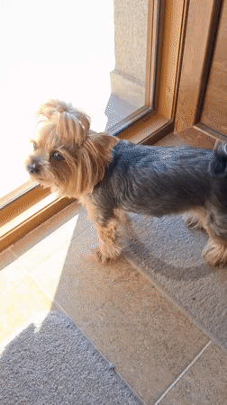 Yorkshire Terrier and flower displays observed in Montana, Bulgaria