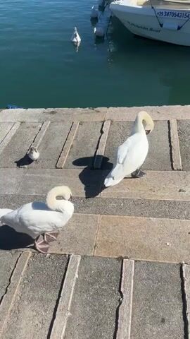 The video opens with a high-angle shot of two white swans on a concrete walkway next to a body of blue water. One swan on the left is facing away from the camera and appears to be preening. The other swan on the right is facing left and is also preening. In the background, a white boat is docked in the water. The scene then shifts to a closer view of the two swans. More swans, including cygnets, are visible in the later frames of the video. The camera pans down to show the swans and cygnets resting on the concrete. One of the adult swans is pecking at the ground. A seagull is also visible in the foreground of the later frames. The water appears calm and the sky is clear and blue.