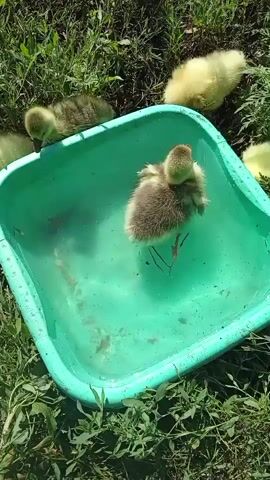 A close-up overhead shot shows several goslings in and around a shallow, turquoise plastic basin filled with water, placed on a grassy area. The goslings, with fluffy downy feathers, are either in the water or on the edge of the basin. One gosling is fully submerged in the water, facing away from the camera and paddling. Another gosling is on the edge of the basin, dipping its head into the water. A yellow gosling is lying down on the grass to the right of the basin, and another is partially visible to the far right. The grass around the basin is green and appears somewhat dry. The lighting suggests it is daytime.