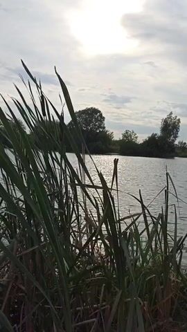 A vertical, close-up shot shows cattails and other reeds in the foreground, swaying gently in the breeze. The reeds are lush green and fill the bottom half of the frame. Beyond the reeds, a calm body of water stretches into the distance, reflecting the bright, hazy sunlight filtering through the overcast sky. In the middle ground, the opposite bank of the water is visible, lined with trees and foliage. The overall atmosphere is serene and natural, suggesting an outdoor environment by a lake or pond.