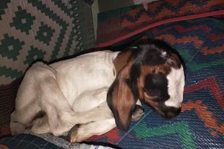A baby goat with white, brown, and black fur is lying curled up on a mat. The mat has a geometric pattern of red, blue, orange, and green zigzags. Behind the mat, there is a woven mat with a diamond pattern in green and white. The lighting is dim.