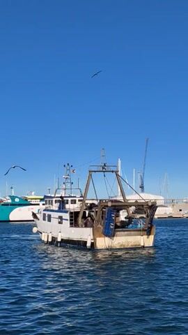 The video shows a white and blue fishing boat in a harbor on a clear, sunny day. The boat has a large metal structure at the back, likely for fishing equipment. A person can be seen on board. Several seagulls are flying around. Other boats and harbor structures are visible in the background.