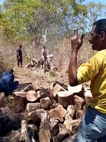 A video shows several people in an outdoor, wooded area, with a clear blue sky above. In the foreground, a pile of cut logs is visible. A man in a yellow long-sleeved shirt with "ATRadex" written on the back, and blue jeans, is standing facing away from the camera, holding a piece of wood. His skin appears dark, and he has dark, short hair. To his left, another man in a blue shirt with "PA" visible on it is also present, looking to his right. In the background, further into the wooded area, two more individuals are visible near cut trees. One appears to be operating a chainsaw, with a spray of sawdust in the air. The environment is dry and appears to be a rural or undeveloped area with sparse vegetation and trees.