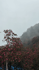 Foggy morning scenes captured around Lumre, Nepal building complex