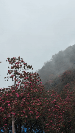 Foggy morning scenes captured around Lumre, Nepal building complex