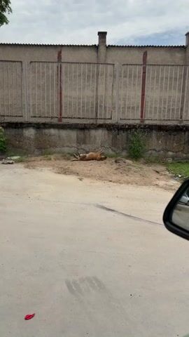 The video shows a medium-sized, light brown dog lying on its back on a patch of sandy dirt next to a concrete sidewalk. The dog's legs are splayed out and its head is resting on the ground. Behind the dog is a gray concrete wall with a section of vertical metal bars. A piece of red plastic lies on the sidewalk, and a portion of a car side mirror is visible on the right. The sky overhead is overcast.