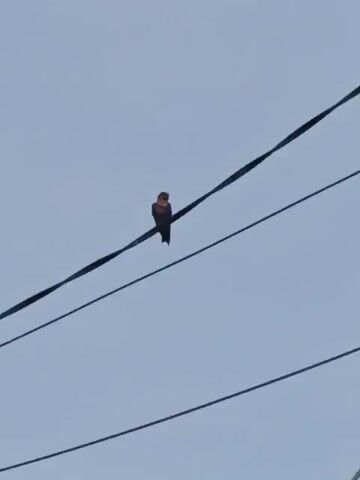 A single bird is perched on a power line against a clear blue sky. The bird is dark in color with some lighter markings on its chest and throat. The bird is facing towards the left of the frame and occasionally tilts its head. The power line is dark and appears to be made of metal. There are other power lines visible below the main one, also running horizontally across the frame. The camera is static, capturing the bird and its surroundings.