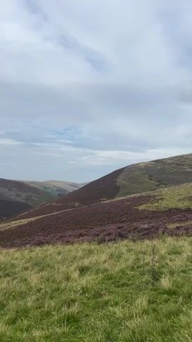 The video pans across a rolling landscape of hills covered in grass and heather under a cloudy sky. In the distance, a valley with a road and some buildings can be seen. Sheep are scattered across the fields. The foreground is dominated by lush green grass.