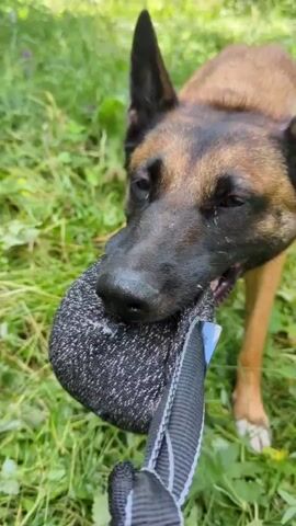 A brown and black dog is playing with a bite toy in the grass. The dog is lying on its back with the toy in its mouth. The dog's tongue is visible. The background is green and out of focus.
