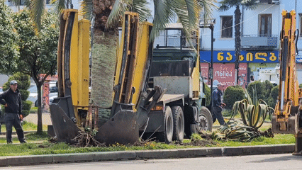 Palm tree transplanted on Kobuleti street using specialized equipment