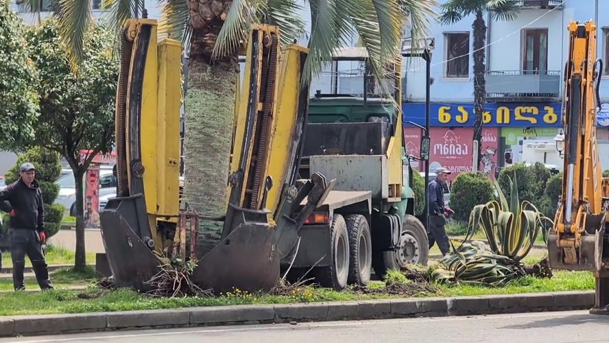 Palm tree transplanted on Kobuleti street using specialized equipment