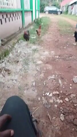 The video shows a dirt road in what appears to be a residential area. Three chickens are visible: two are on the left side of the road, and the other is to the right. In the distance, people are sitting on benches and chairs outside a small building. A car is parked further down the road. The video seems to be taken from a seated position.