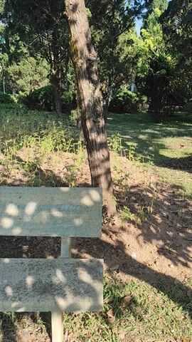 The video displays a static overhead shot of a park or garden scene, rotated 90 degrees to the left. In the foreground, a light-colored bench, possibly made of concrete or stone, is positioned, showing two separate seating planks. Distinct shadows of leaves and branches are cast upon the bench and the ground around it, indicating bright sunlight. To the left of the bench, a section of a tree trunk with textured bark is visible, extending vertically out of frame. Behind the bench and tree, there is an area of green foliage, including some taller trees and smaller bushes or plants. The ground is a mix of dirt and sparse green grass. In the further background, more lush green trees and a clearer open area, possibly a path, can be discerned. The overall impression is a peaceful, sunlit outdoor setting.
