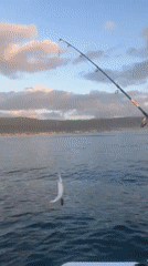 Fishing group catches fish at sunset off Woonona coast