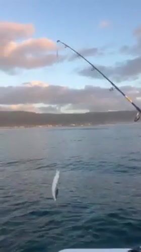 Fishing group catches fish at sunset off Woonona coast