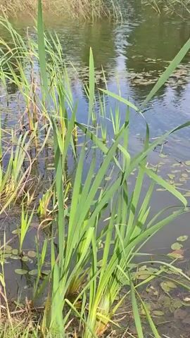 A close up, eye level shot of green reeds growing from the edge of a body of water. The water is dark and reflective, with lily pads scattered across its surface. In the background, more reeds and vegetation are visible along the far bank of the water. The sun is shining, casting light and shadows on the scene.
