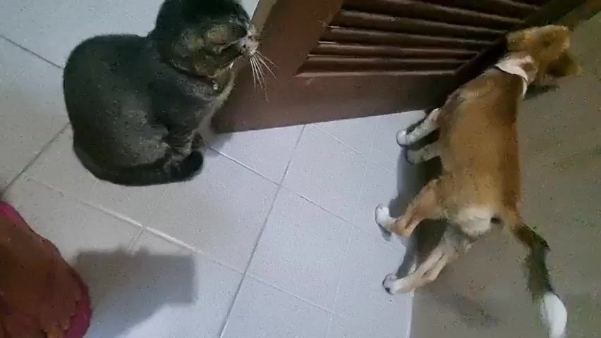 A gray cat with a pink collar sits and looks at a brown cat lying under a wooden object. The gray cat swats at the brown cat with its paw and then crawls under the object. The floor is made of gray and white square tiles.
