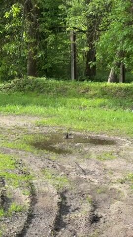 The scene is a muddy clearing next to a green grassy area and a line of trees. A bird is bathing in a small puddle in the middle of the muddy area. Tire tracks are visible in the mud. Behind the grassy area, a tall, thin, gray post is visible among the trees. The scene is sunlit.