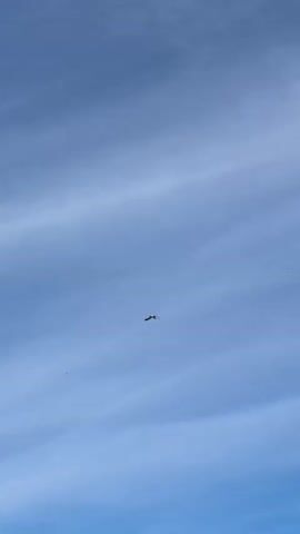The video shows a bright blue sky with thin, wispy clouds. A bird, likely a seagull, is flying in the center of the frame, its wings outstretched. The bird is small in comparison to the vastness of the sky. There are a few other tiny black specks, possibly other birds or distant objects, scattered throughout the sky. The lighting suggests it is daytime, possibly late morning or early afternoon.