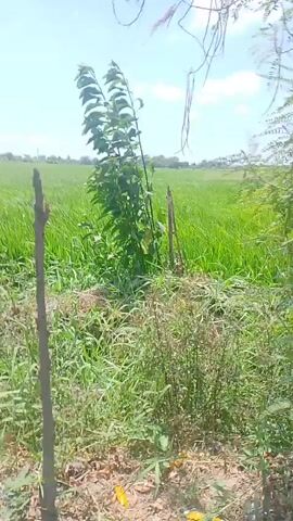 The video shows a person filming the surroundings. The camera pans across a landscape with green fields and trees. The person speaks in Indonesian, greeting viewers and stating they are recording. The scene is outdoors, with a bright sky suggesting daytime. There are no other people or specific objects of interest clearly visible. The environment appears to be rural or agricultural.