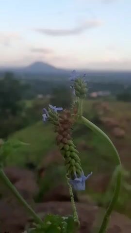 The video is a close-up shot of a flowering plant with a blurred landscape in the background. The plant has small purple flowers and a spike of green buds. In the distance, a mountain is visible against a pale sky. The overall lighting suggests it is either dawn or dusk. The camera is static, focusing on the plant.