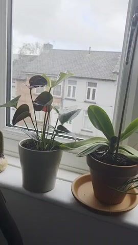 The video features a slow panning shot across a window-sill adorned with several potted houseplants, set against the backdrop of an overcast day and a residential street in Cwmbrân, United Kingdom.

Initially, a plant with dark green and reddish-tinged leaves in a light pot is visible, next to an orchid with broad green leaves in a terracotta pot. As the camera pans right, the orchid is revealed to be in bloom, displaying a tall stem with multiple delicate light purple and pink flowers. To its left, a spider plant with long, slender green leaves in a white pot comes into view. The pan concludes by showing a small, globular cactus in another terracotta pot, situated to the right of the flowering orchid.

The window looks out onto a typical residential street with rows of houses, characterized by grey roofs and white-framed windows. Partially visible parked cars can be seen on the street. The sky is uniformly cloudy and overcast, and faint water streaks on the window pane suggest recent or ongoing light rain. No people or visible text are present in the video.
