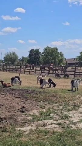 The video shows an outdoor scene with several goats and horses in a fenced enclosure. The sky is blue with some white clouds, and there are trees in the background. The ground is mostly dry and dusty, with some patches of green grass. In the foreground, there are several goats grazing or lying down. In the middle ground, more goats are grazing. In the background, behind a wooden fence, several horses are visible, also grazing or standing. The overall impression is of a peaceful farm or rural setting on a sunny day.