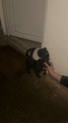 Two puppies play on doormat while person interacts gently