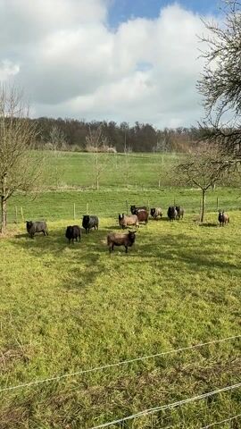 The video shows a flock of black sheep in a green field. The sheep are mostly still but begin to move after someone bleats at them from off-screen. There are bare trees at the edges of the field and a forest in the background under a cloudy sky. A wire fence runs along the bottom of the frame.