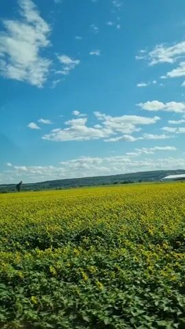 This is a first-person perspective video from a vehicle moving through a field of sunflowers. The camera is pointed slightly upward, capturing a vast expanse of yellow flowers under a bright blue sky dotted with white clouds. The foreground shows the tops of green plants, likely the lower leaves of the sunflowers or other vegetation, in motion as the vehicle drives by. In the distance, rolling hills and a treeline are visible under the expansive sky. The overall impression is one of a scenic drive through a blooming sunflower field on a clear day.