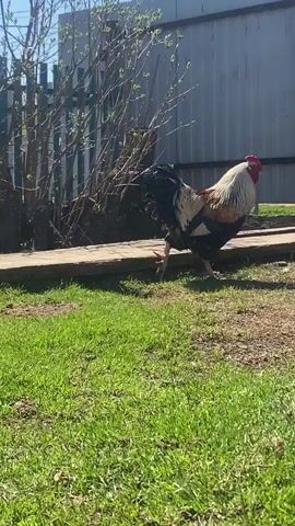 A rooster and a white chicken are in a grassy backyard on a sunny day. The rooster, with a black and gold body and red comb, walks across a patch of mixed grass and dirt, pausing to look around. A white chicken then enters the frame, walking in the same area. A wooden plank lies nearby, and a silver metal fence surrounds the yard. A bare tree is next to the fence. The rooster and chicken don't interact closely, maintaining a small distance between them.