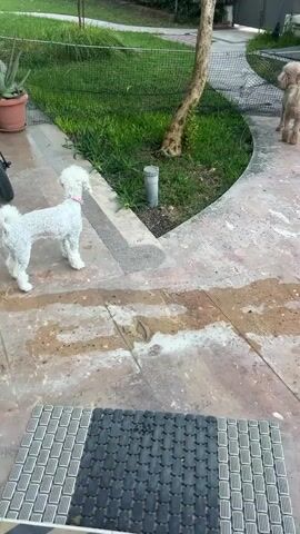 The video shows two poodle dogs in an outdoor area with a paved walkway and grass. A white poodle is standing on the walkway facing left, and a tan poodle is walking away on the right side of the walkway. There is a tree in the center of the frame. A bicycle is partially visible on the left side of the frame. There are potted plants and a fence in the background. The walkway appears wet and stained.