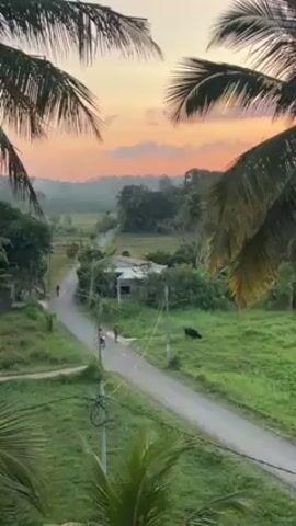 The video shows a tropical landscape at sunset. The view is framed by palm trees in the foreground. A narrow paved road winds through lush green fields. A small, dilapidated building sits near the roadside, surrounded by dense vegetation. A few people are visible: one individual walks along the road, another rides a motorcycle, and a third runs alongside the road. A dark-colored animal, possibly a cow or buffalo, grazes in the field next to the road. The sky is painted with hues of orange and pink, indicating either sunrise or sunset. Overall, the scene depicts a serene, rural setting in a tropical region.