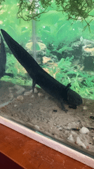 La Paz resident documents axolotl and spider encounters