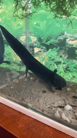 La Paz resident documents axolotl and spider encounters