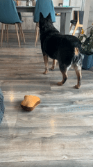 Dog spotted inside home in Fraccionamientos del Sur