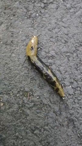 A leopard slug is on a dark gray asphalt surface. The slug is elongated and segmented with a yellowish head and a brown and black mottled body. The slug is moving forward on the asphalt.