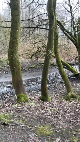 The camera pans across a wooded area with bare trees, their branches intertwined and reaching towards a grey sky. Moss grows on the lower trunks of some trees. A muddy, shallow stream or puddle runs through the area, reflecting the sky and surrounding trees. The ground is covered in fallen leaves and mud. The camera then moves to a dirt path winding through the woods, with bare trees lining both sides.
