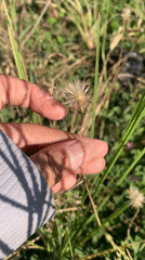 Hands exploring wildflowers and grass in rural Indonesia