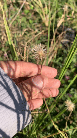 Hands exploring wildflowers and grass in rural Indonesia