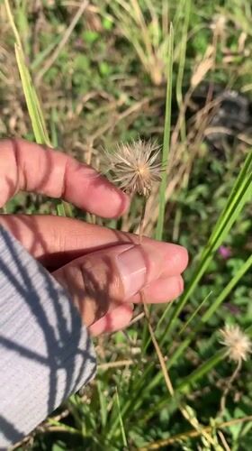 Hands exploring wildflowers and grass in rural Indonesia