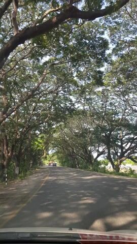 This video captures a scenic drive along a road lined with large, mature trees, forming a natural canopy overhead. The sunlight filters through the dense foliage, casting dappled shadows on the asphalt road. The road appears to be a two-lane highway, with a yellow line marking the center.

Several vehicles are visible on the road, including cars and what appears to be a truck. The presence of these vehicles suggests an active roadway, possibly a route connecting towns or villages. The setting is lush and green, indicating a rural or semi-rural environment, possibly in a tropical or subtropical region, given the density of the trees and the vibrant greenery. The time of day appears to be daytime, with bright sunlight. The sky is partly visible through the leaves and is a pale blue.

While no specific individuals are clearly identifiable, the presence of vehicles implies human activity. The overall mood evoked by the video is one of peaceful travel and appreciation for nature. The grand trees and the enclosed tunnel of green create a beautiful and serene atmosphere. The location context of Kalpakkam, India, suggests this could be a common sight in the region, known for its natural beauty and verdant landscapes. There is no visible text in the video.