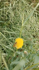 Fly feeds on dandelion flower in Spanish field