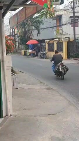 A person riding a motorcycle with an umbrella attached to the back drives down a street. The motorcycle is dark colored, and the rider is wearing a helmet and a dark jacket. The umbrella is red and appears to be open. The street is paved and appears to be in a city or town. There are buildings and trees on either side of the street. The weather appears to be overcast.