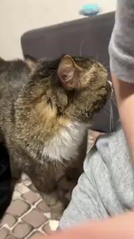 A short video shows a person sitting on a couch with a tabby cat. The cat is brown with darker stripes, a white bib, and pink nose. The cat looks at the camera and then snuggles against the person's shoulder. The person is wearing a gray shirt. The couch has a gray back and a patterned cushion.