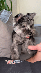 Yorkshire Terrier plays with owner on couch in Chaikovsky